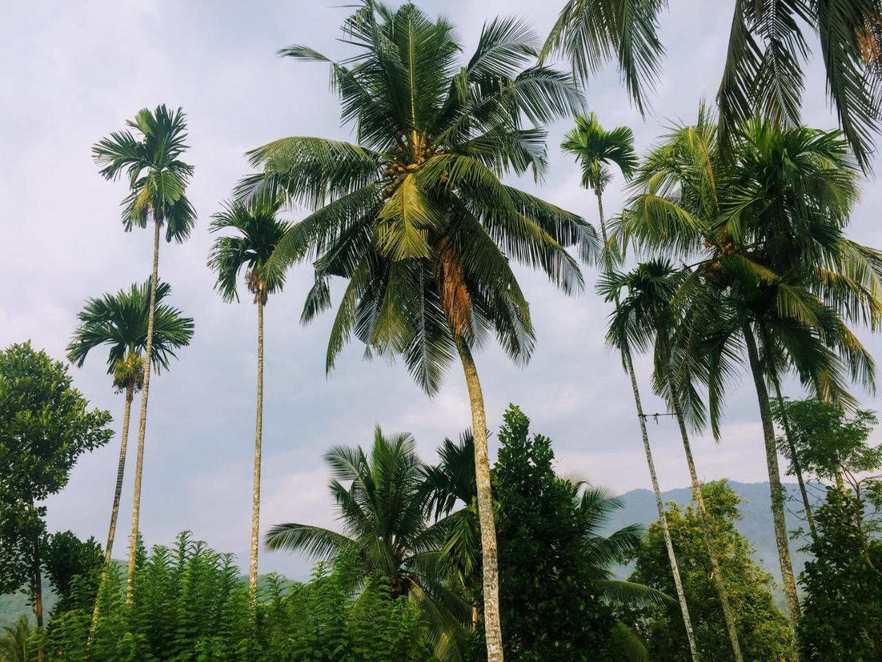 Summer Ridge - Homestay Ratnapura Exterior foto